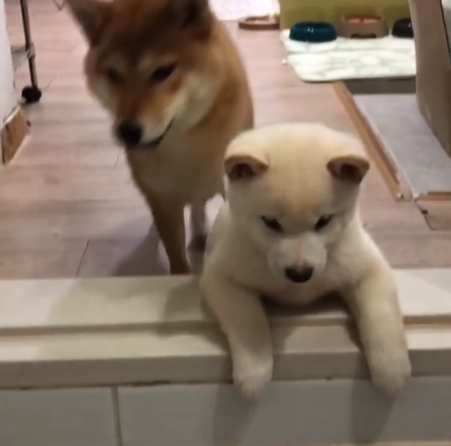 動物,犬,猫,しつけ,飼い方,育て方,病気,健康