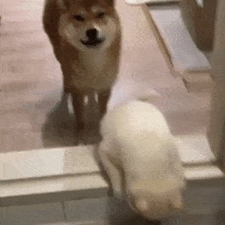 動物,犬,猫,しつけ,飼い方,育て方,病気,健康