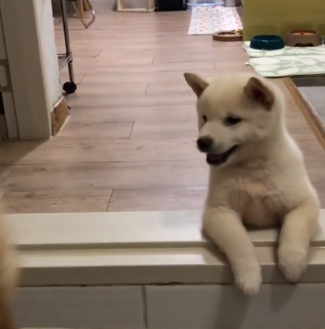 動物,犬,猫,しつけ,飼い方,育て方,病気,健康