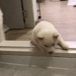 動物,犬,猫,しつけ,飼い方,育て方,病気,健康