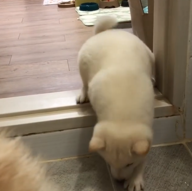 動物,犬,猫,しつけ,飼い方,育て方,病気,健康