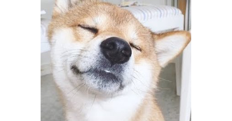 飼い主さんのマッサージにうっとりなワンコ →どんどん脱力した結果…(*´Д`)♡ 23秒