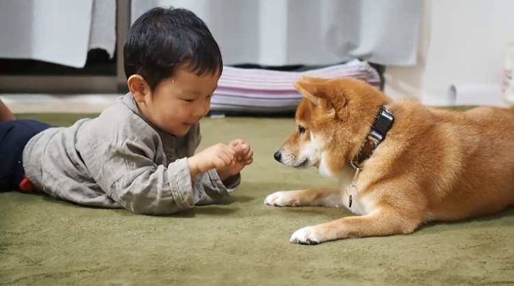 動物,犬,猫,しつけ,飼い方,育て方,病気,健康