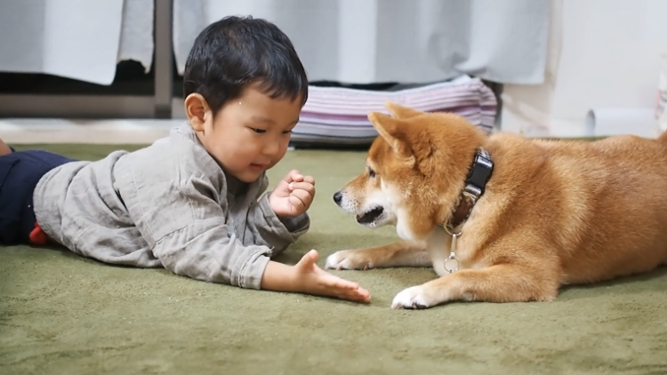 動物,犬,猫,しつけ,飼い方,育て方,病気,健康