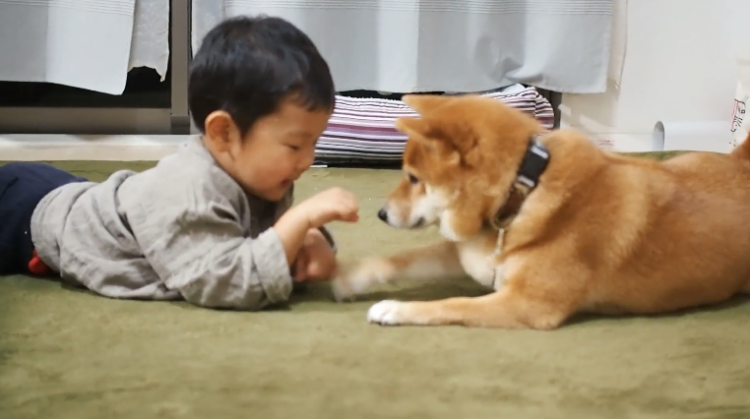 動物,犬,猫,しつけ,飼い方,育て方,病気,健康