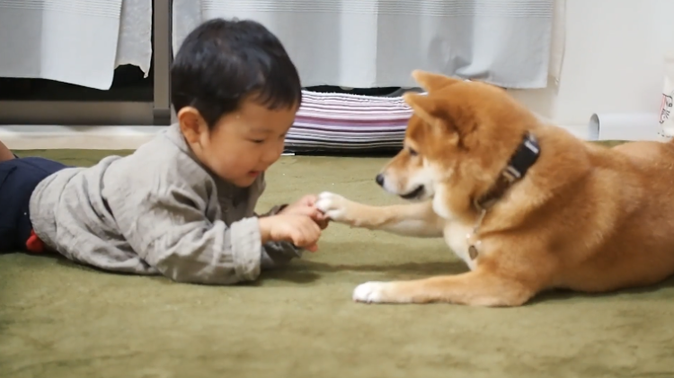 動物,犬,猫,しつけ,飼い方,育て方,病気,健康