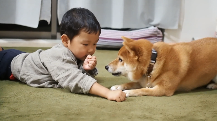 動物,犬,猫,しつけ,飼い方,育て方,病気,健康