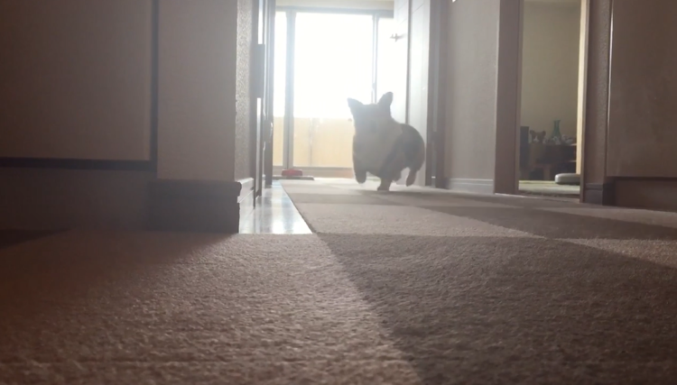 動物,犬,猫,しつけ,飼い方,育て方,病気,健康