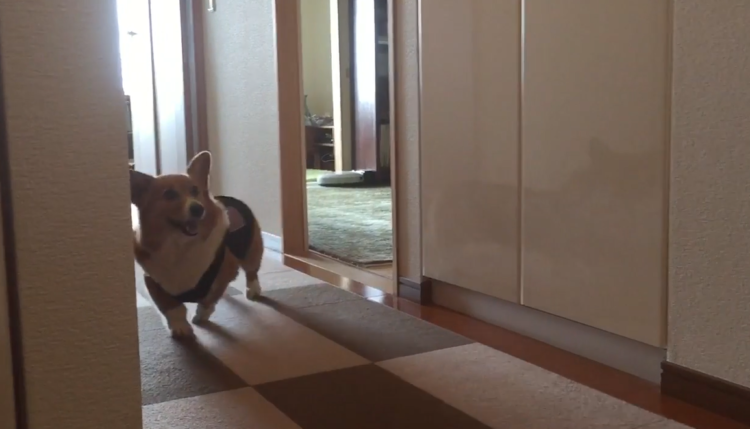 動物,犬,猫,しつけ,飼い方,育て方,病気,健康