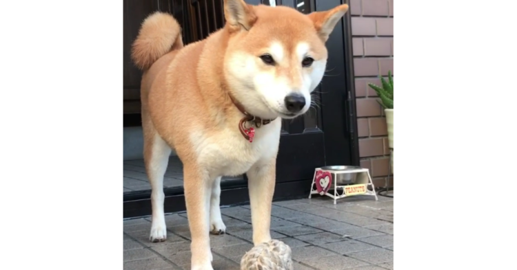 【投げたふりした…?】ボール遊び中に、柴犬が視線で訴えかけてきた内容とは(*´o`*)