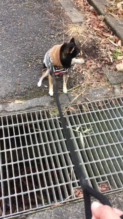 動物,犬,猫,しつけ,飼い方,育て方,病気,健康