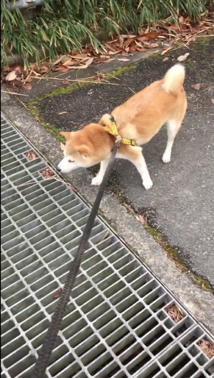 動物,犬,猫,しつけ,飼い方,育て方,病気,健康