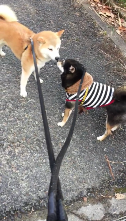 動物,犬,猫,しつけ,飼い方,育て方,病気,健康