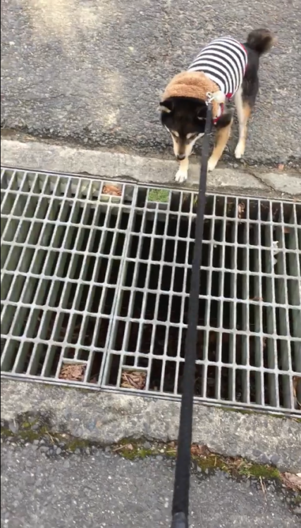動物,犬,猫,しつけ,飼い方,育て方,病気,健康