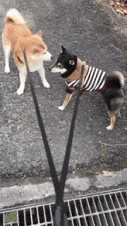 動物,犬,猫,しつけ,飼い方,育て方,病気,健康