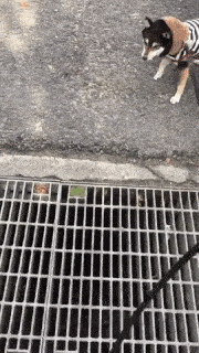 動物,犬,猫,しつけ,飼い方,育て方,病気,健康