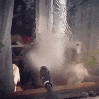 動物,犬,猫,しつけ,飼い方,育て方,病気,健康