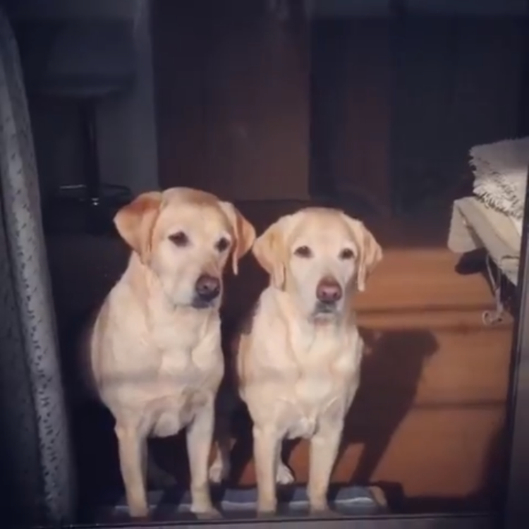 動物,犬,猫,しつけ,飼い方,育て方,病気,健康