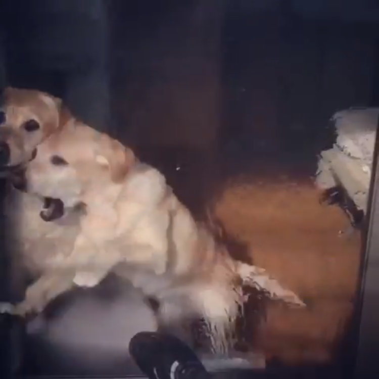 動物,犬,猫,しつけ,飼い方,育て方,病気,健康