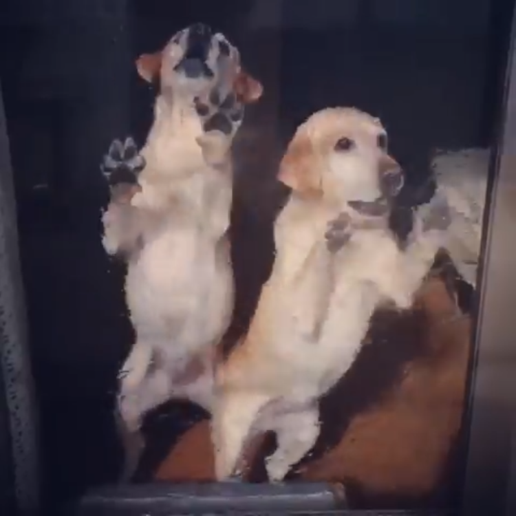 動物,犬,猫,しつけ,飼い方,育て方,病気,健康