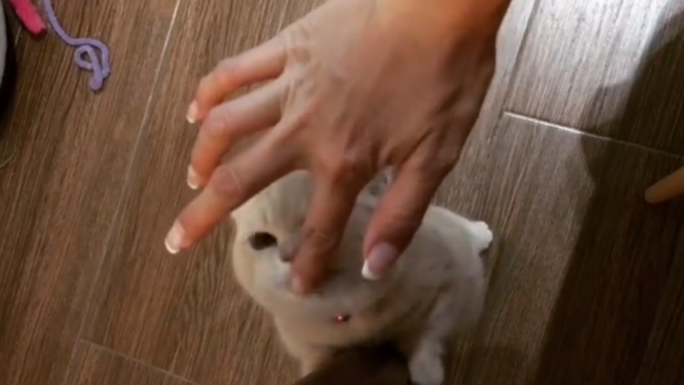 動物,犬,猫,しつけ,飼い方,育て方,病気,健康