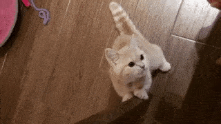 動物,犬,猫,しつけ,飼い方,育て方,病気,健康