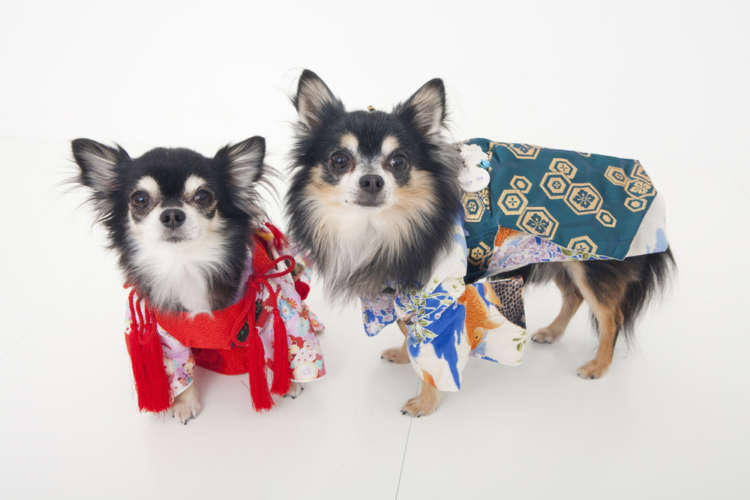 2018年は待望の戌年。愛犬と一緒に初詣に出かけるときのマナー&おすすめの神社とは?