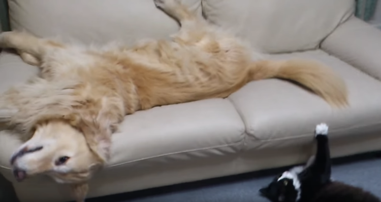 動物,犬,猫,しつけ,飼い方,育て方,病気,健康