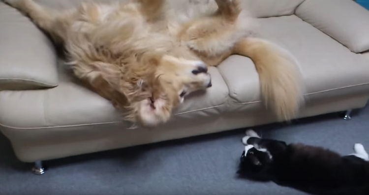 動物,犬,猫,しつけ,飼い方,育て方,病気,健康