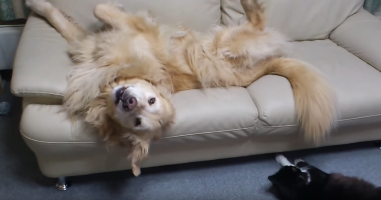 動物,犬,猫,しつけ,飼い方,育て方,病気,健康