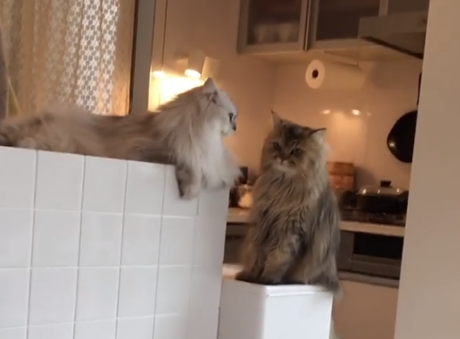 動物,犬,猫,しつけ,飼い方,育て方,病気,健康