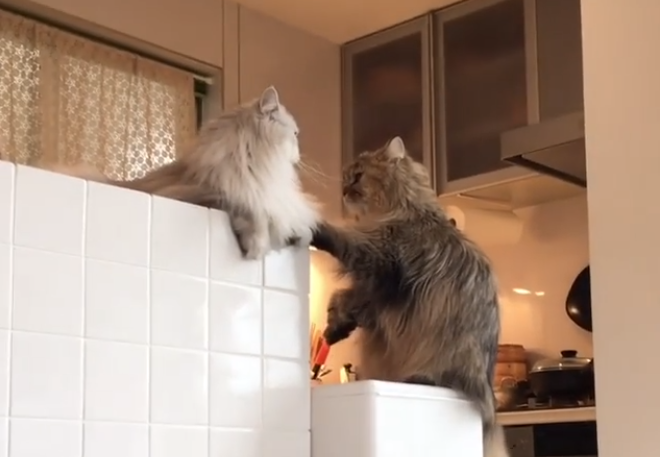 動物,犬,猫,しつけ,飼い方,育て方,病気,健康