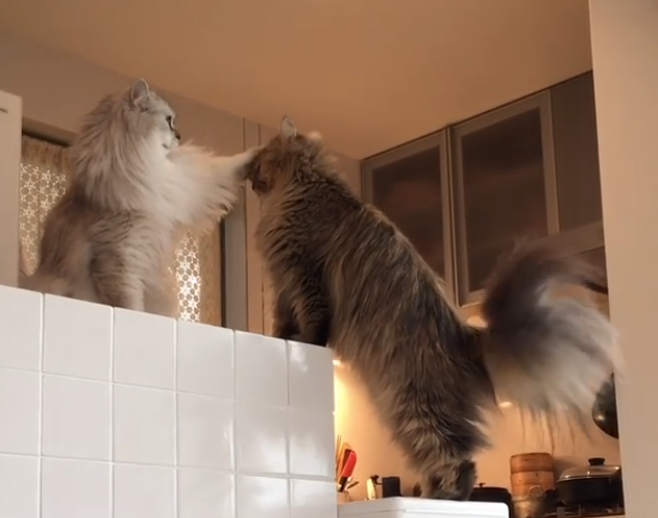 動物,犬,猫,しつけ,飼い方,育て方,病気,健康