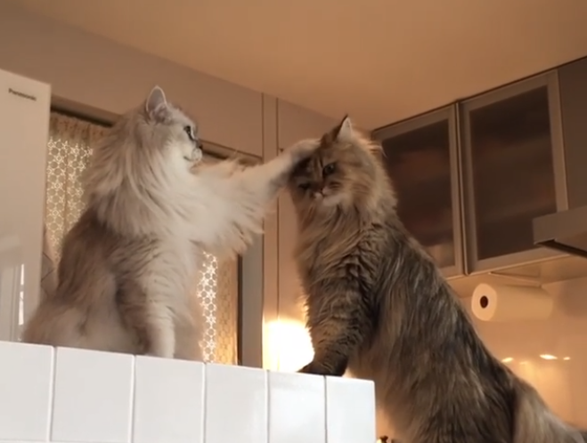 動物,犬,猫,しつけ,飼い方,育て方,病気,健康