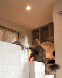 動物,犬,猫,しつけ,飼い方,育て方,病気,健康