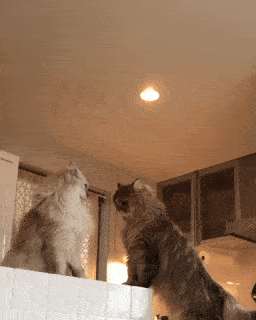 動物,犬,猫,しつけ,飼い方,育て方,病気,健康