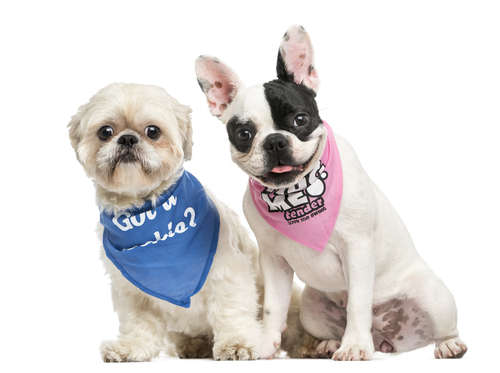 動物,犬,猫,しつけ,飼い方,育て方,病気,健康