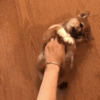 動物,犬,猫,しつけ,飼い方,育て方,病気,健康
