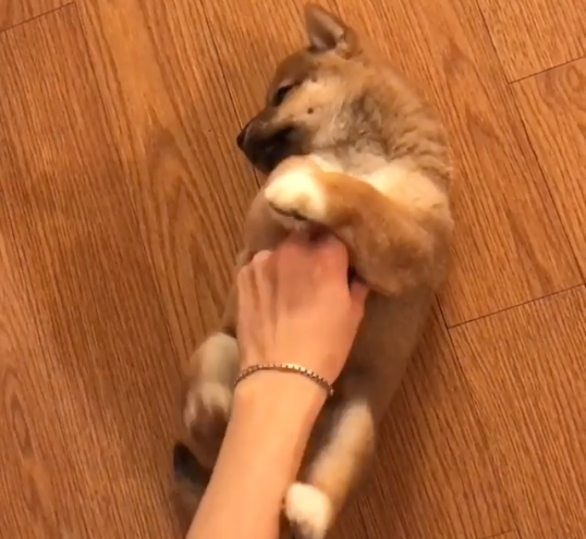 動物,犬,猫,しつけ,飼い方,育て方,病気,健康
