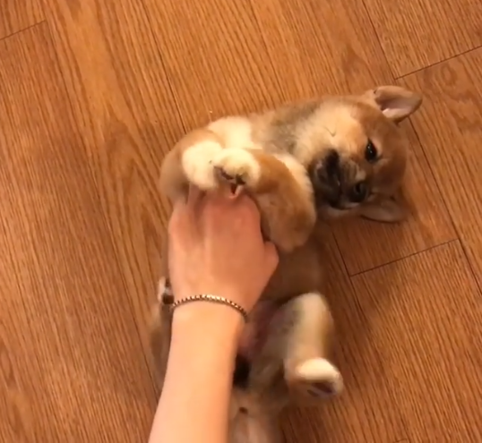 動物,犬,猫,しつけ,飼い方,育て方,病気,健康