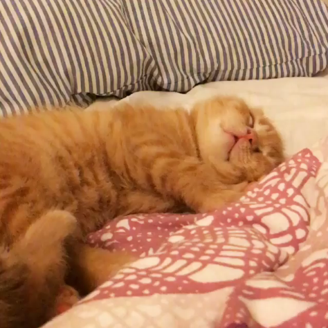 動物,犬,猫,しつけ,飼い方,育て方,病気,健康
