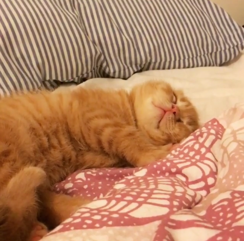 動物,犬,猫,しつけ,飼い方,育て方,病気,健康