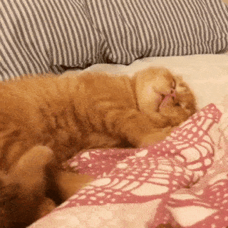 動物,犬,猫,しつけ,飼い方,育て方,病気,健康