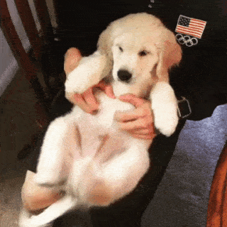 動物,犬,猫,しつけ,飼い方,育て方,病気,健康