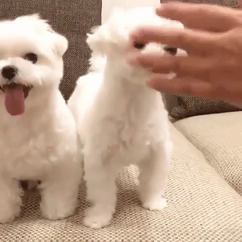 動物,犬,猫,しつけ,飼い方,育て方,病気,健康