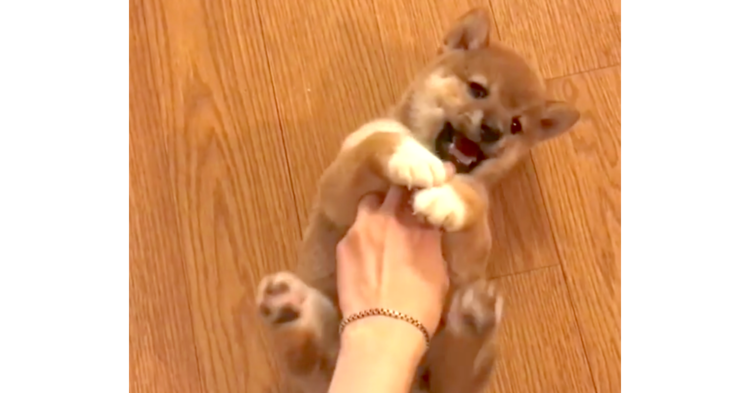 “お腹カキカキ”が気持ちよすぎて♡ 子柴ちゃんの足が勝手に…(*´Д`) 22秒
