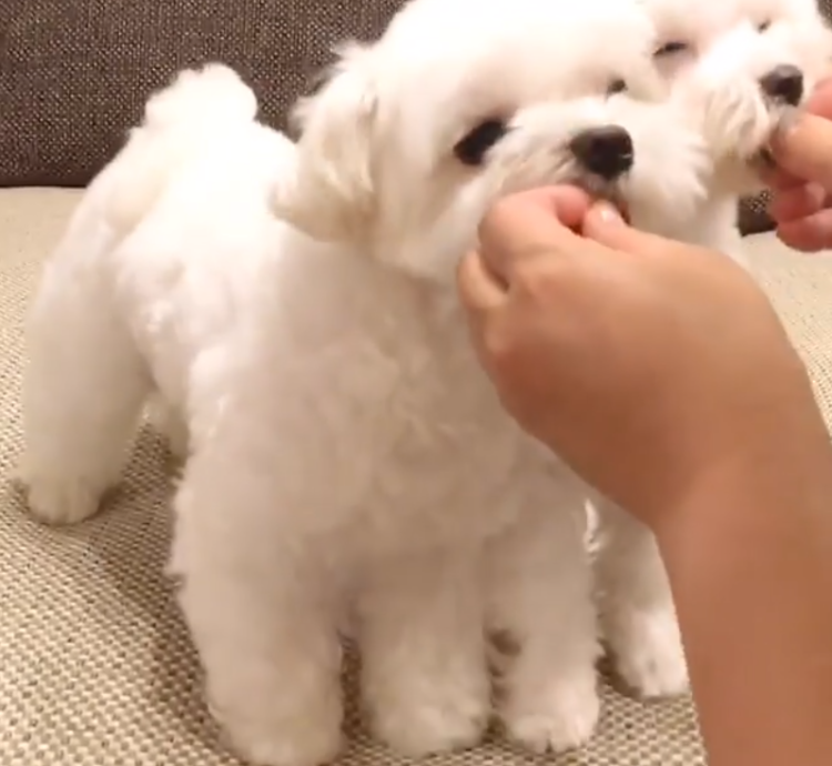 動物,犬,猫,しつけ,飼い方,育て方,病気,健康