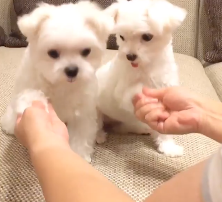 動物,犬,猫,しつけ,飼い方,育て方,病気,健康