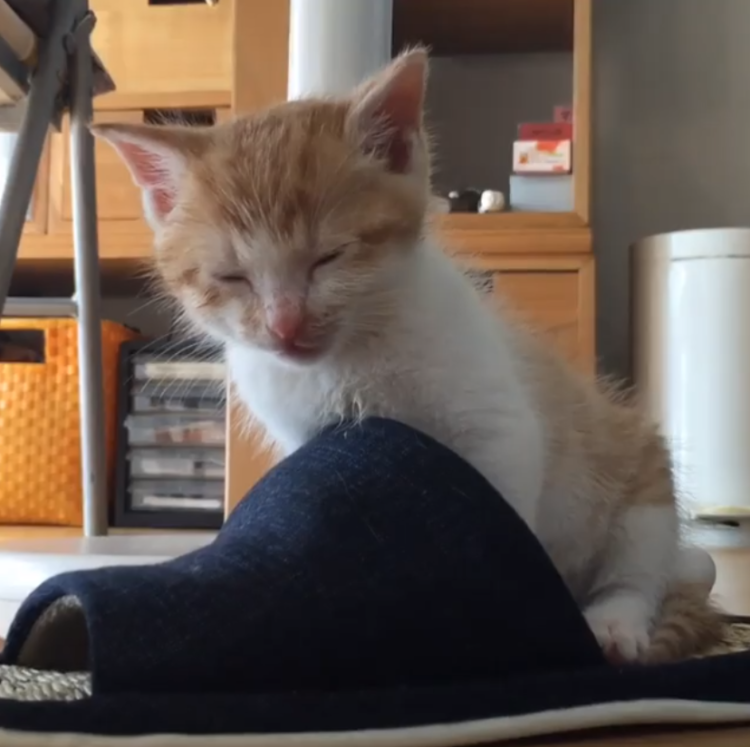 動物,犬,猫,しつけ,飼い方,育て方,病気,健康
