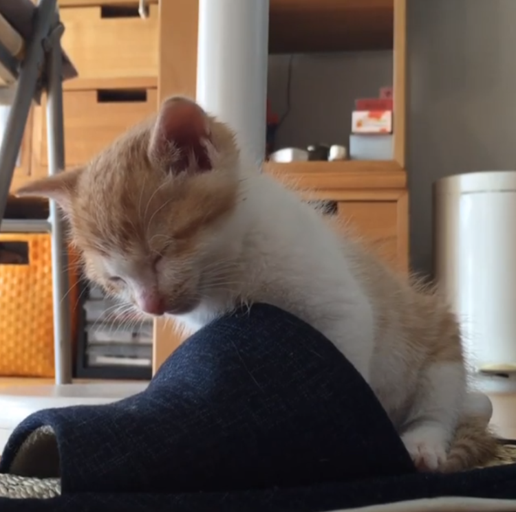 動物,犬,猫,しつけ,飼い方,育て方,病気,健康